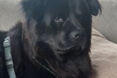  : Grizz