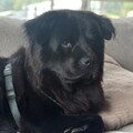  : Grizz
