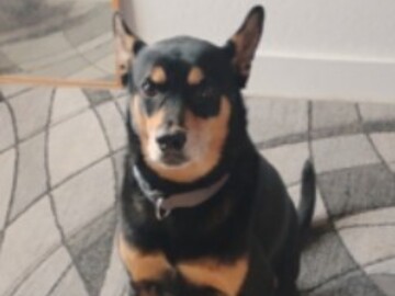   : Duke