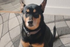   : Duke