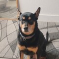   : Duke