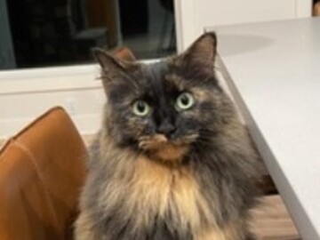   : Miko