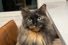   : Miko