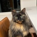   : Miko