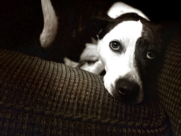   : Penny