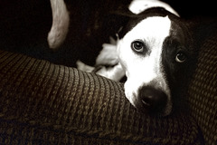   : Penny