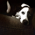   : Penny
