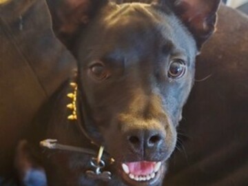   : Onyx