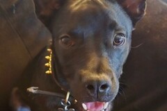   : Onyx