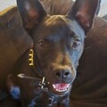   : Onyx