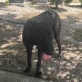   : Chaco