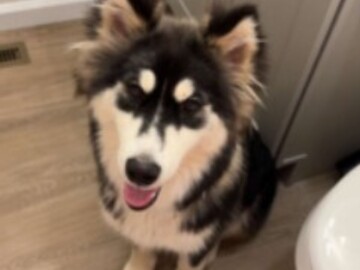   : Pongo