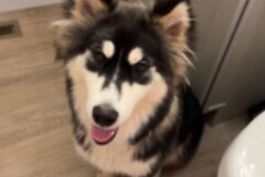   : Pongo