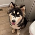   : Pongo