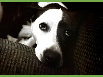  : Penny