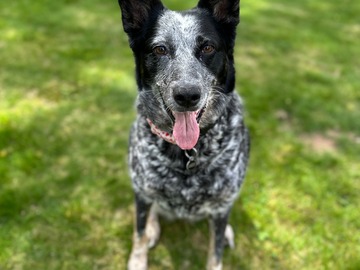   : Lady