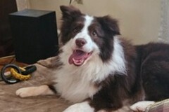   : Murphy