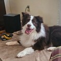   : Murphy