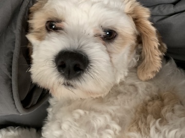   : Oso