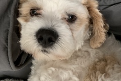   : Oso