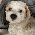   : Oso