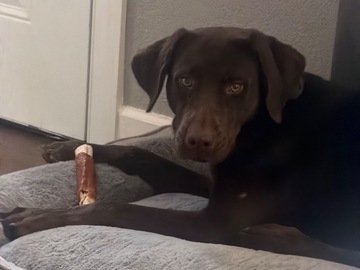   : Lexi