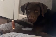   : Lexi