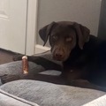   : Lexi