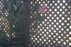 Vente: laurier rose