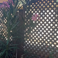 Vente: laurier rose