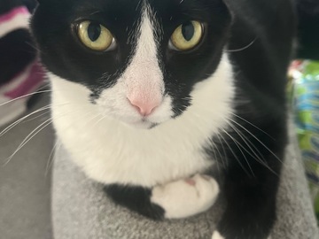   : Nacho