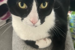   : Nacho