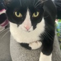   : Nacho