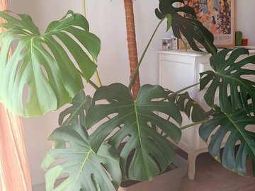 Vente: Monstera deliciosa XL 