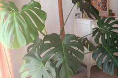 Vente: Monstera deliciosa XL 