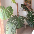 Vente: Monstera deliciosa XL 