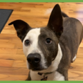  : Penny