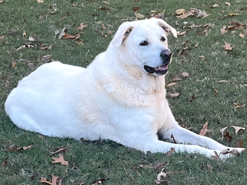   : Macy