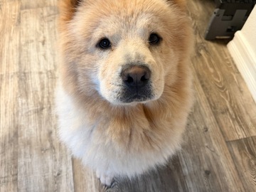   : Bao Bao