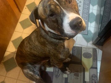   : Zuma