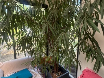 Vente: Magnifique Ficus Maclellandii