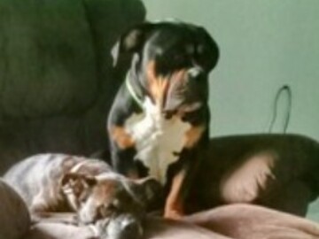   : Rosco