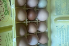 Selling with In-person Payment: Fresh free range chicken eggs 