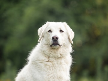   : Bear