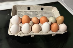 Selling with In-person Payment: Chicken Eggs