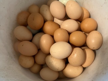 Selling with In-person Payment: Velociraptor Eggs