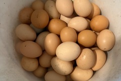 Selling with In-person Payment: Velociraptor Eggs