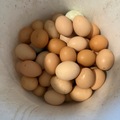 Selling with In-person Payment: Velociraptor Eggs