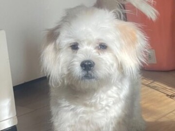  : Miko