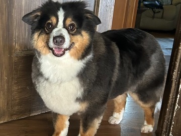   : Nova